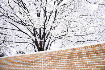 雪景场景冬天户外