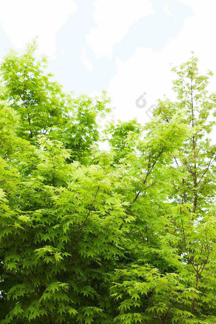 蓝天户外的绿色植物桑树背景摄影图