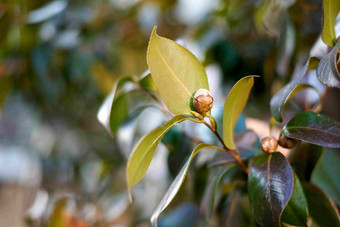 <strong>山茶花</strong>叶芽树