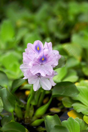 水风信子植物在户外