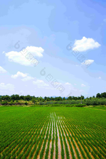 蓝天白云下水稻种植