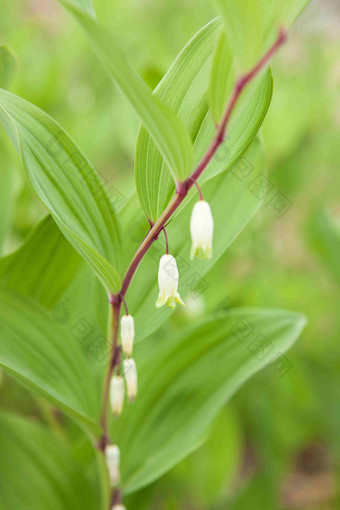 铃兰花绿色植物户外<strong>风景特写</strong>摄影图