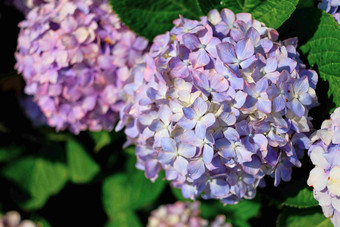 绣球花开花紫罗兰色的紫色的