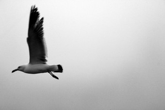 海鸥鸟野生雾