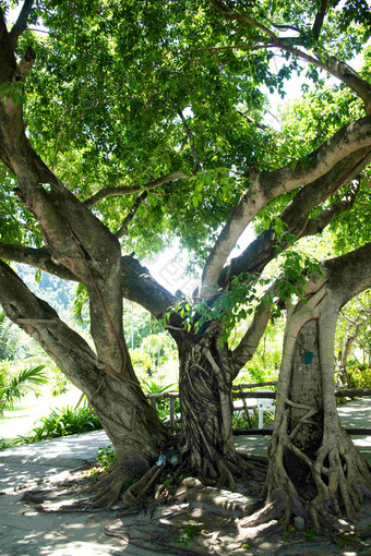 树岛屿普吉岛公园老树风景摄影图