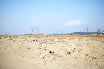 沿海沙漠枯树木戈壁滩景观摄影图