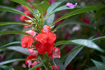 美丽的红色凤仙花植物特写摄影图