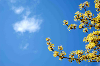 山茱萸春天黄<strong>碎花</strong>自然植物摄影图