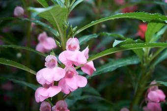 美丽的粉红色凤仙花植物特写摄影图