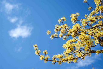 黄色山茱萸春天清新碎花特写摄影图