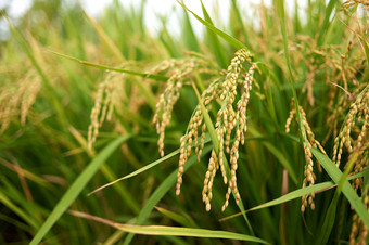 大米生产农场农业