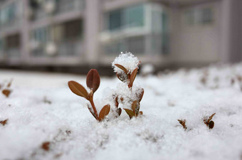 树叶植物雪季节