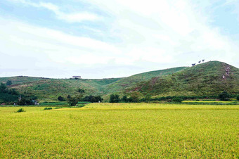 牧场草原<strong>树山</strong>