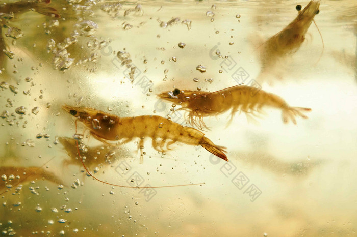海鲜水产鲜活河虾基围虾摄影图