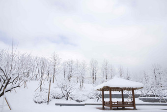 雪景场景森林冬天