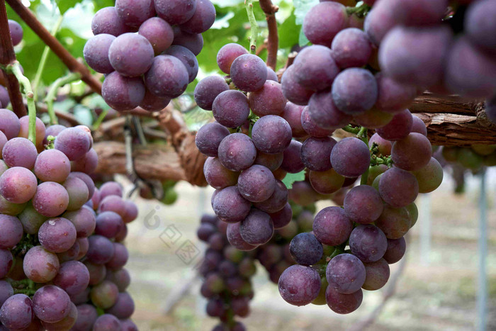 新鲜紫色葡萄食物水果收获摄影图