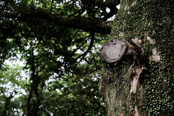 临时签证自然茂密<strong>的</strong>植物