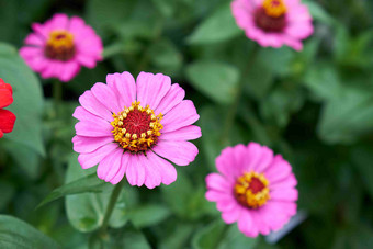 zinnia开花<strong>黄色</strong>的颜色