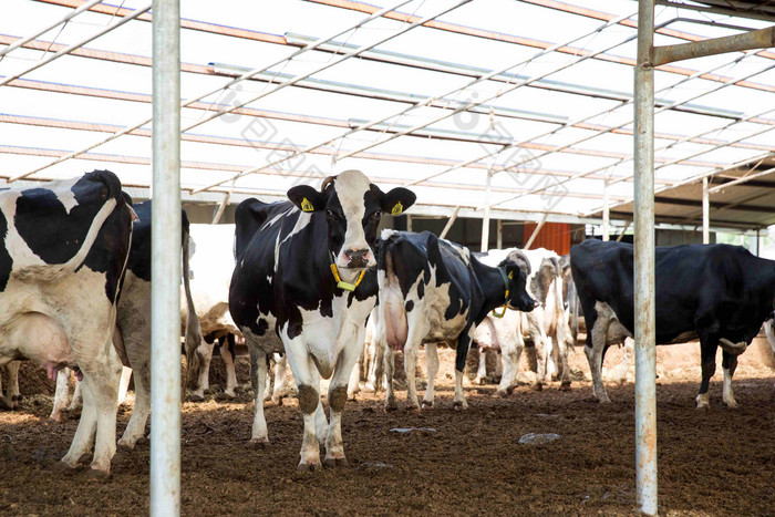 哺乳动物牛棚里成群的奶牛场景摄影图