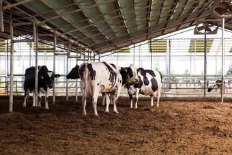 牧场棚子里的奶牛<strong>哺乳动物</strong>场景摄影图