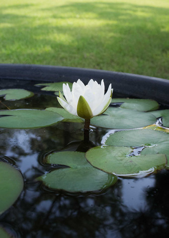 水缸睡莲开花雄蕊雌蕊<strong>池塘</strong>特写摄影图