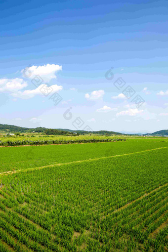 天空下的大米帕迪农场草地麦田风景摄影图