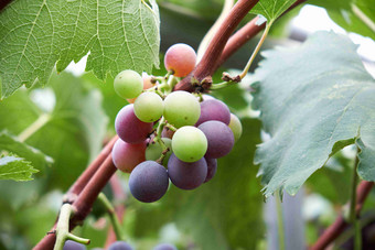 自然水果葡萄细节特写摄影图