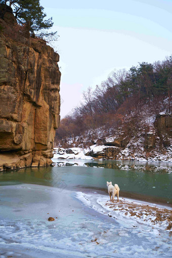 冬季户外雪景图和宠物狗