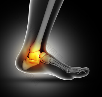 3d医疗人体脚踝骨图片