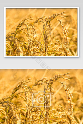 金黄五常大米水稻粮食图片