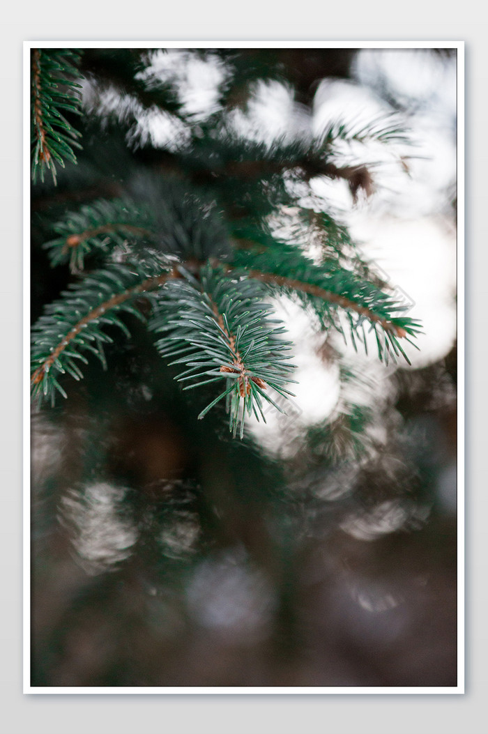 竖版拍摄圣诞节松树图片图片