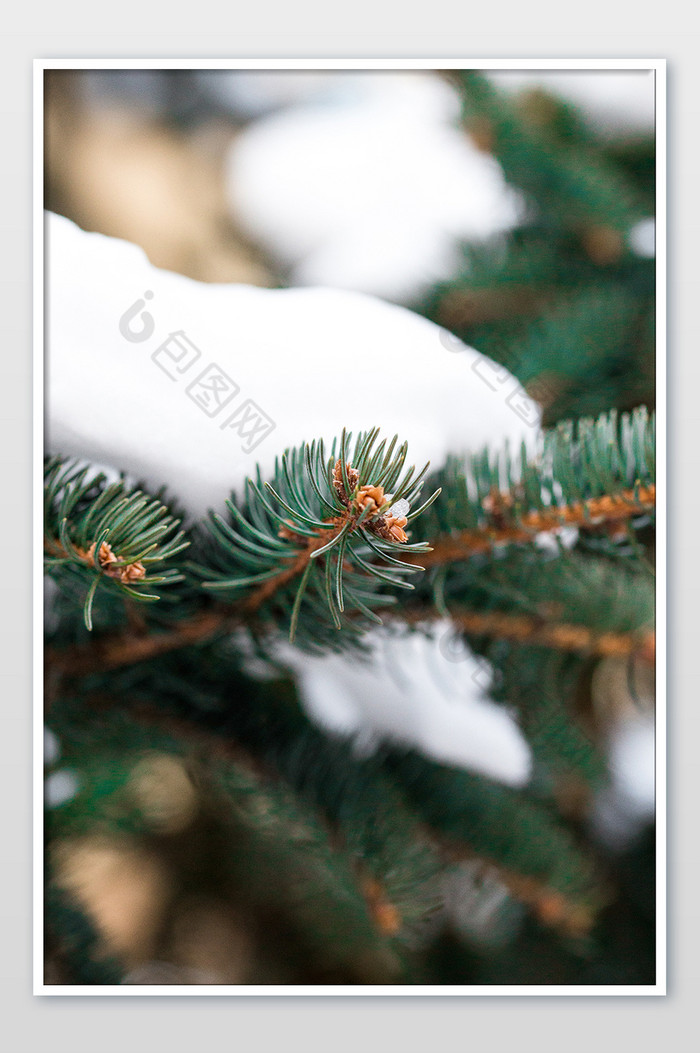 高清拍摄竖版松树枝圣诞节海报素材图片图片