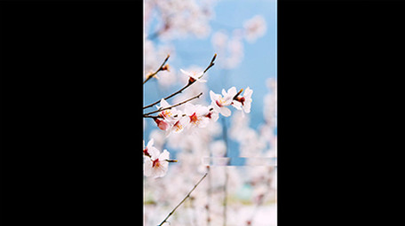 抖音风格<strong>图文</strong>短视频AE模板