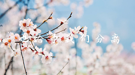 抖音风枪声卡点通用图文快闪AE模板