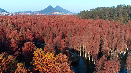 航拍杭州市临安区秋天水上森林
