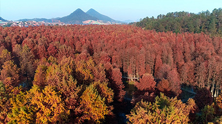 航拍杭州市临安区秋天水上森林