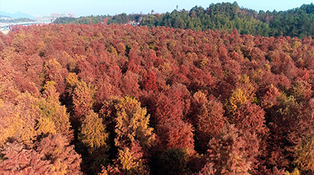 航拍杭州市临安区秋天水上森林