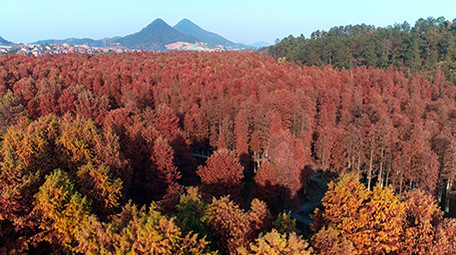 航拍杭州市临安区秋天水上森林