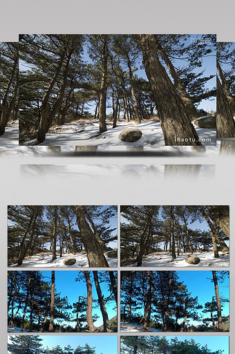 雪地中的安徽黄山松林图片