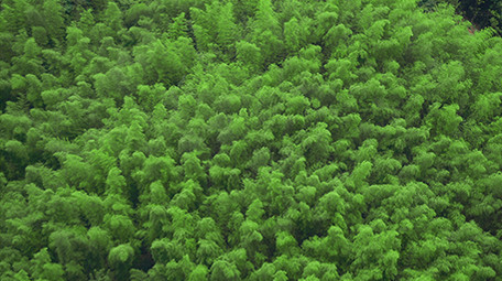 高清自然森林氧吧实拍视频