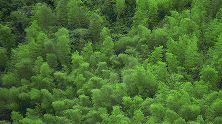 高清自然森林氧吧实拍视频