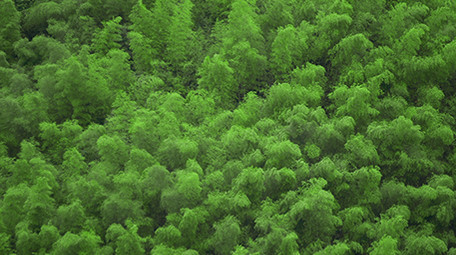 高清自然森林氧吧实拍视频
