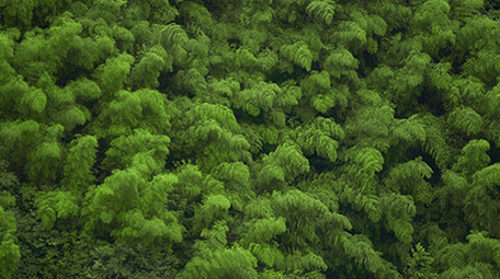 高清自然森林氧吧实拍视频