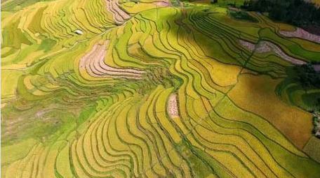 梯田风景稻田航拍稻谷风景秋收实拍视频