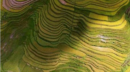 梯田风景稻田航拍稻谷风景秋收实拍视频