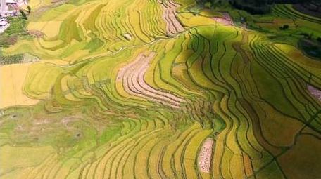 梯田风景稻田航拍稻谷风景秋收实拍视频