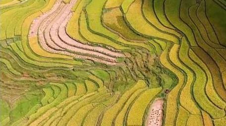 梯田风景稻田航拍稻谷风景秋收实拍视频