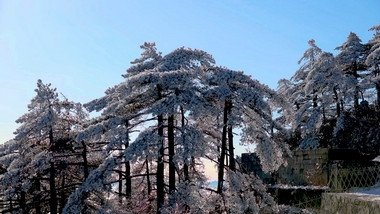 实拍高清黄山雾凇