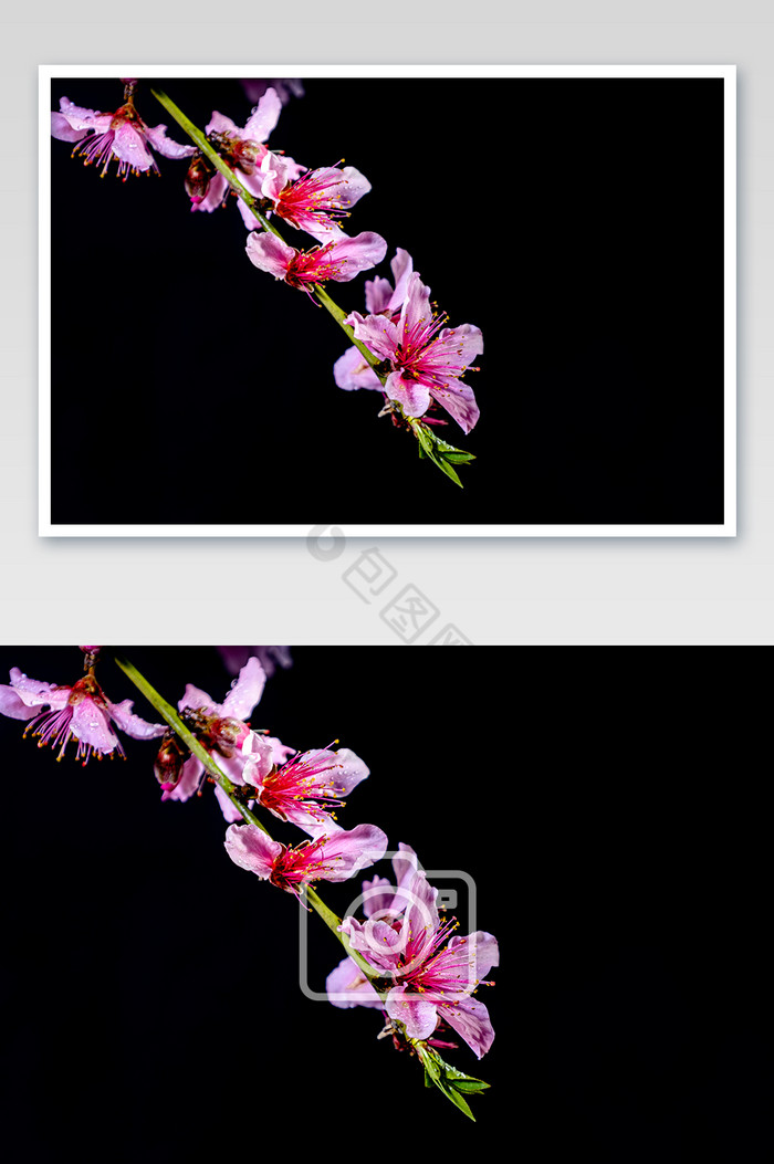枝头的花美丽的花朵春天的花图片图片