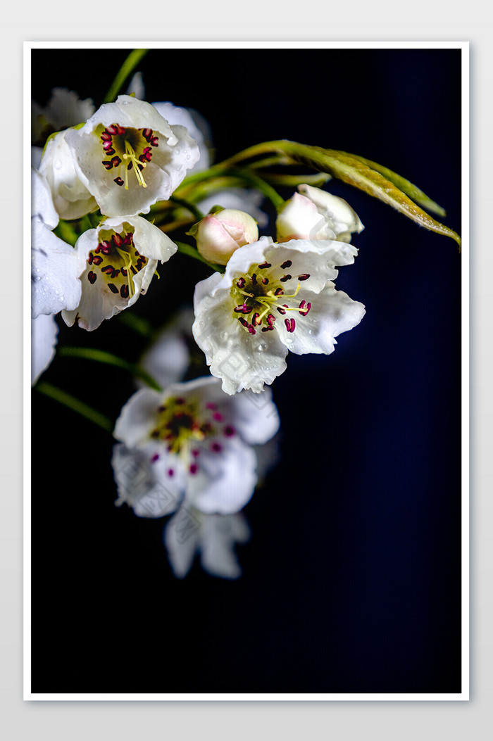 春景怡人 绿色背景的花枝繁盛 迎春花开图片图片